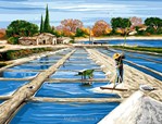 Les Marais salants