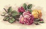 Rose Cuttings