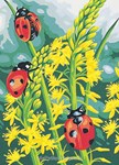 Coccinelles