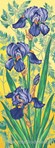 Les iris mauves
