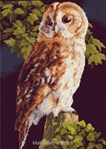 Owl sur toile aida