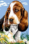 Basset