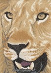 Lion in close up sur toile Etamine 10.5 fils