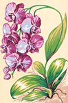 Orchidées