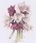 Amaryllis - MB sur toile Etamine 10.5 fils