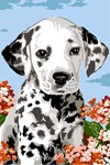 Petit dalmatien