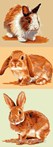 Les lapins