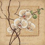 Oriental Orchids