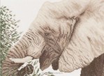 Eating Elephant sur toile Etamine 10.5 fils
