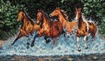 Galop. Horses