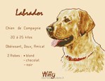 Labrador