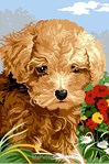 Petit caniche