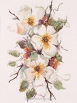 APPELBLOSSOM sur toile Etamine 12 fils