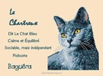 Chat Chartreux