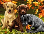 Les Labradors