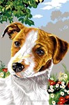 Jack russel