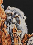 RACOON sur toile Aida 5.4