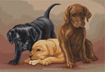 Trois jeunes labradors