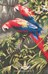 PARROTS, JEWELS OF THE FOREST sur toile Aida 5.4