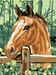 Poulain