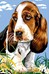 Basset