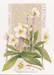 Pure White sur toile Etamine 10.5 fils