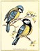 Oiseaux