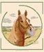 Cheval dans les dunes