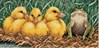 Ugly Duckling