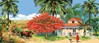 Outre-Mer Flamboyant