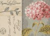 HYDRANGEA sur toile Etamine 10.5 fils