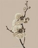 Orchide