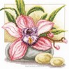 Orchide rose