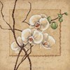 Oriental Orchids