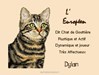 Chat Europen