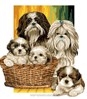 Le Clan des Shih Tzus