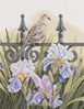 Backyard beauties - Dove sur toile Etamine 10.5 fils