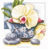 Orchide blanche
